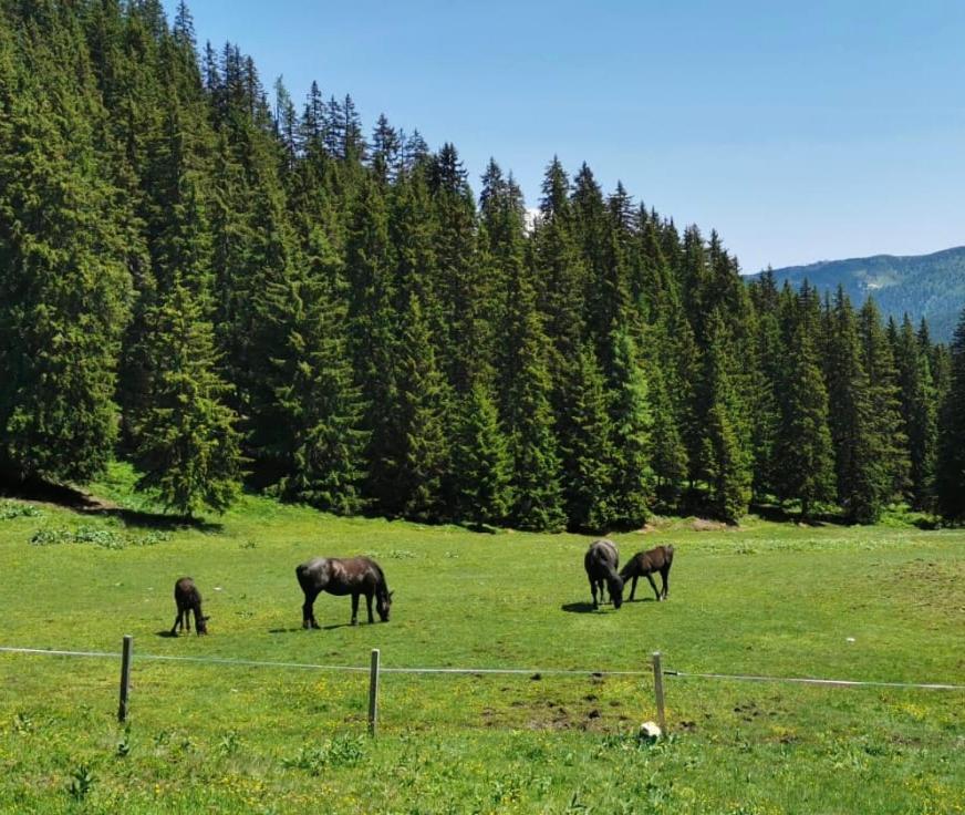 Lindbichlhof Urlaub Am Bio Bauernhof Apartment Sankt Johann im Pongau Luaran gambar