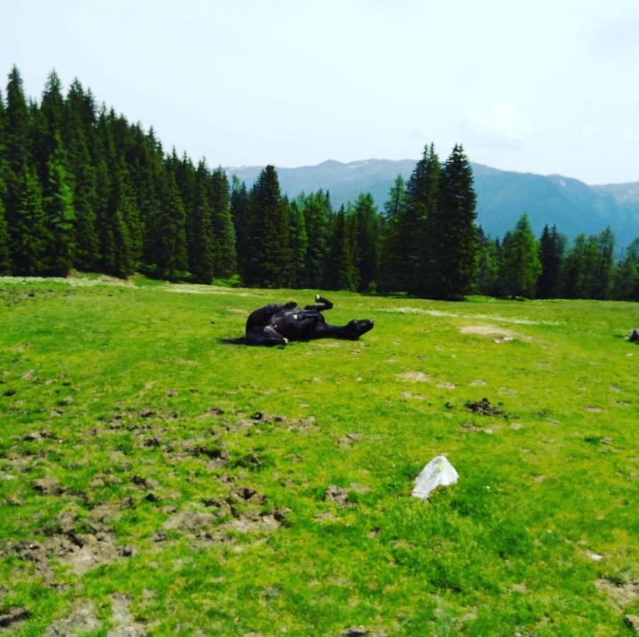 Lindbichlhof Urlaub Am Bio Bauernhof Apartment Sankt Johann im Pongau Luaran gambar